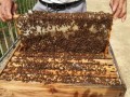 自家养的蜜蜂蜂蜜好吗（自己家养的蜂蜜）