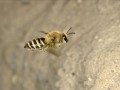 蜜蜂母蜂图片（蜜蜂母蜂图片大全大图）