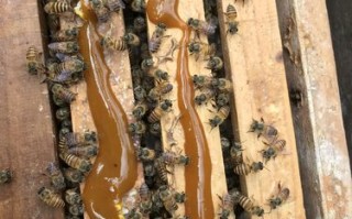 新收的蜜蜂要喂花粉吗（新收的蜜蜂要喂几天糖水）
