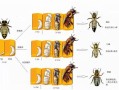 蜜蜂成蜂的过程（蜜蜂的成长过程四个阶段）