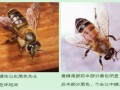 意大利蜜蜂的种类（意大利蜜蜂的种类有哪些）