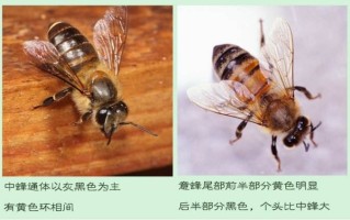 意大利蜜蜂的种类（意大利蜜蜂的种类有哪些）