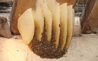 蜜蜂蜂巢是什么材料（蜜蜂蜂巢是什么材料制作的）