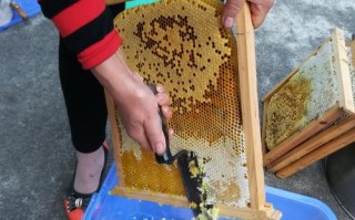蜜蜂弄蜂蜜干嘛用（把蜂蜜拿走蜜蜂吃什么）