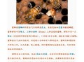 关于蜜蜂知识的资料（关于蜜蜂的知识写下来）