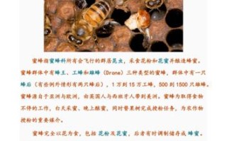 关于蜜蜂知识的资料（关于蜜蜂的知识写下来）