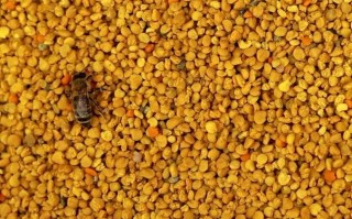 蜜蜂花粉能减肥吗（蜜蜂花粉有什么攻效）