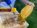 蜜蜂可以拿来做蜂蜡吗（什么蜂都可以做蜂蜡吗）