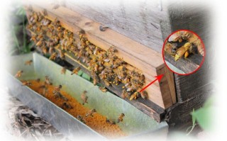 蜜蜂蜂箱喂花粉（蜜蜂蜂箱喂花粉好不好）