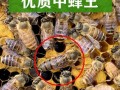 介绍蜜蜂蜂王（怎样介绍蜂王）