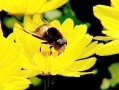 蜜蜂会采菊花吗（蜜蜂会采梅花吗）