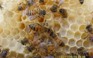 蜜蜂工蜂多久（蜜蜂工蜂多久产卵一次）