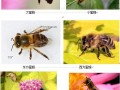 常见蜜蜂种类（常见蜜蜂的种类及图片名字）