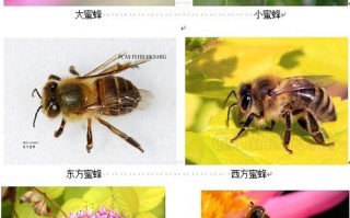 常见蜜蜂种类（常见蜜蜂的种类及图片名字）
