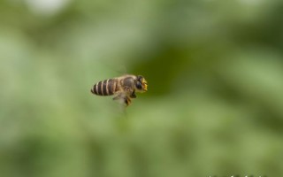 蜜蜂每分钟飞多远（蜜蜂每时飞行多少千米）