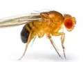 蜜蜂蚤蝇（蜂蝇是害虫吗）