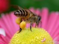 蜜蜂秋繁喂花粉（中蜂秋繁怎样喂花粉）