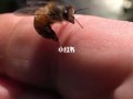 蜜蜂不喂养会死（蜜蜂不喂养会死吗）