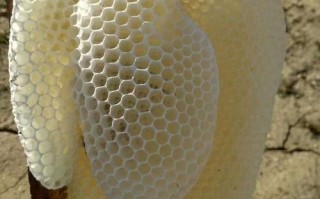 蜜蜂巢怎么吃（蜜蜂巢能吃吗?有什么功效?）