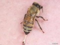 大蜜蜂啥意思是什么（大蜜蜂代表什么生肖数字）