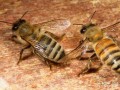 蜜蜂很难养是什么原因（蜜蜂怎么越养越少是什么原因）