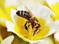 蜜蜂夏天有蜂蜜吗（夏天蜜蜂分蜂吗）