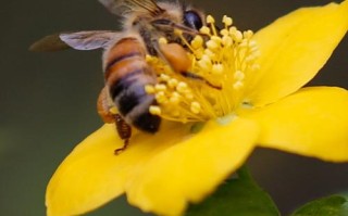 蜜蜂采蜜的动作（蜜蜂采蜜的动作特点）