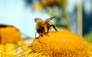 蜜蜂一天采多少米（蜜蜂一天要采多少朵花）