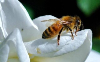蜜蜂的最低气温是多少度（蜜蜂最适温度）