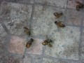 中蜂群里有黑蜜蜂有唐（中蜂群里有黑蜜蜂有唐虫怎么办）