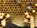 冬天蜜蜂吃脾是为什么（冬天喂食蜜蜂还会不会繁殖）