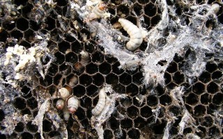 蜜蜂身上有蜂蜜怎么处理（蜜蜂身上有小虫子是什么）