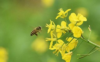 蜜蜂花朵的益处（蜜蜂 花）