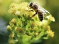 什么什么的蜜蜂（什么什么的蜜蜂在花丛中飞上飞下忙个不停）