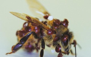 蜜蜂背螨虫（蜜蜂螨害严重如何处理）