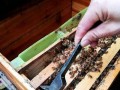 蜜蜂喂糖方法（蜜蜂喂糖方法视频）