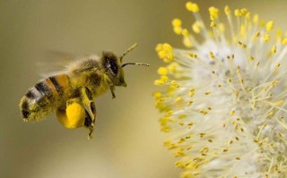 蜜蜂腿上可以采花蜜（蜜蜂腿上带回来的花粉是做什么用的）