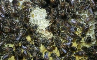 蜜蜂分蜂热是什么意思（蜜蜂分蜂热是什么意思呀）