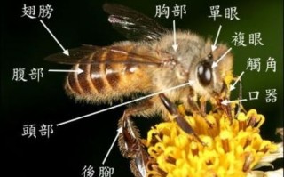 蜜蜂的图片有什么功效（蜜蜂图片和介绍）