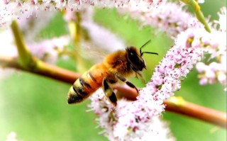 7月份蜜蜂有蜜源吗（7月份蜜蜂有蜜源吗视频）