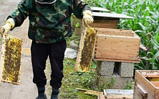 土蜜蜂如何提高蜂蜜产量（土蜜蜂怎么养才产量高）