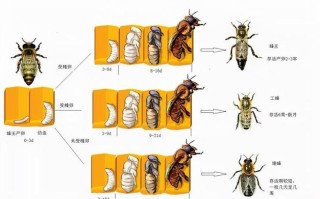 蜜蜂的一生变化（蜜蜂的一生变化过程视频）