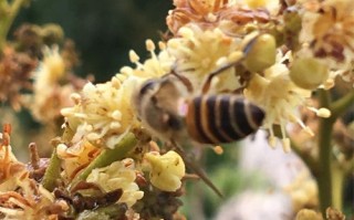 蜜蜂采龙眼花吗（蜜蜂在采蜜时,眼睛起了关键作用）