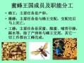 秋季蜜蜂管理技术（秋季密蜂管理）