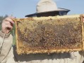 小蜜蜂里面有蜂蜜吗（小蜜蜂里面有蜂蜜吗视频）