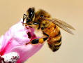 蜜蜂腿蜂快的季节（蜜蜂腿有几节）