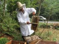 野生蜜蜂的蜂蜜怎么取（野生蜂蜜怎么采摘）