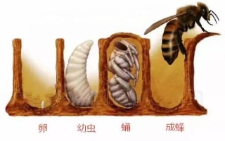 蜜蜂的生长周期图（蜜蜂的生长阶段 图片）