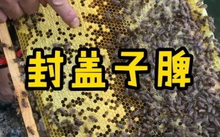 养蜜蜂脾怎么制作（蜜蜂蜜脾怎么保存）