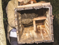 野生蜜蜂装箱养殖技术（野生蜜蜂装箱养殖技术规范）